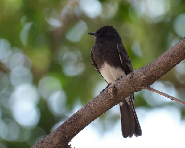 Black Phoebe bird sits on a branch