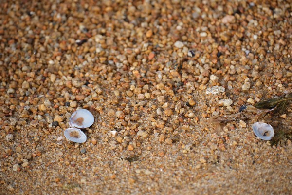 Sparkly sand with two seashells